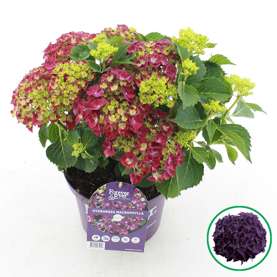 hydrangea