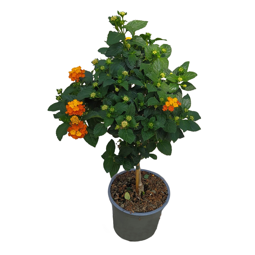 Lantana camara
