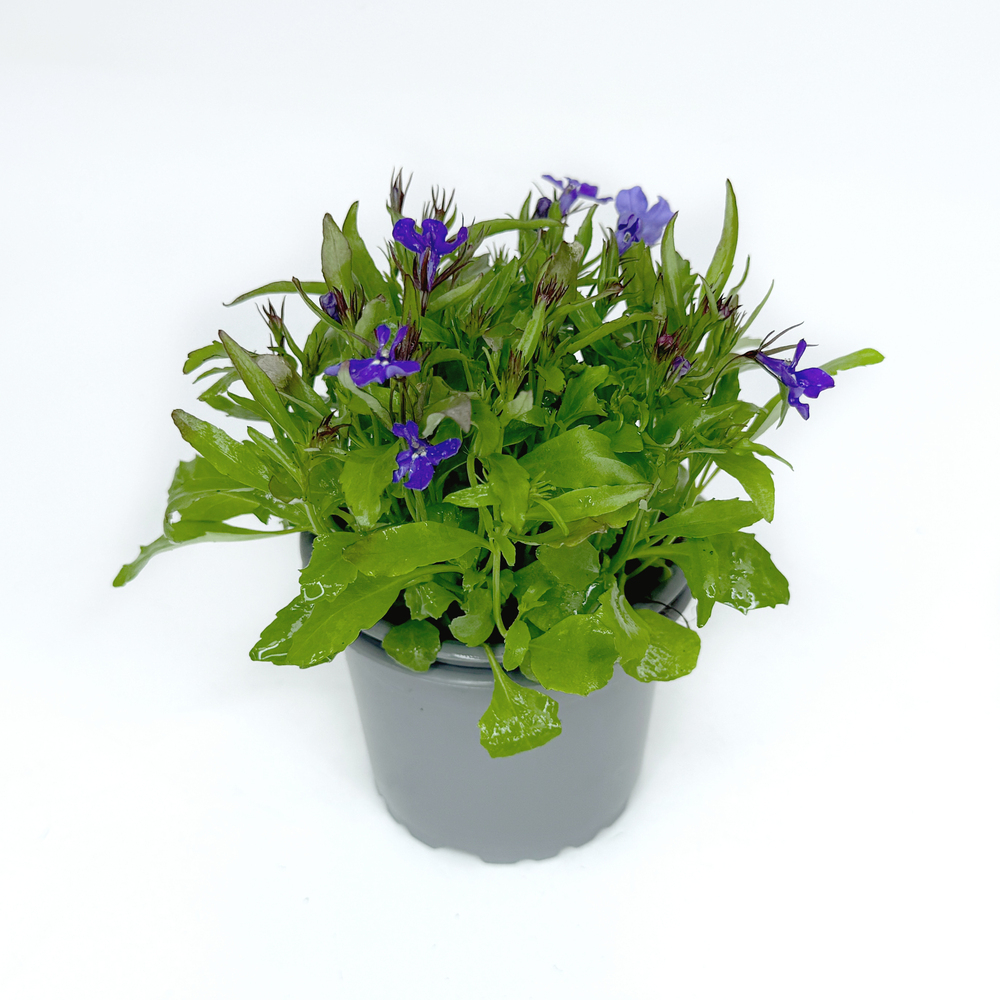 Lobelia erinus