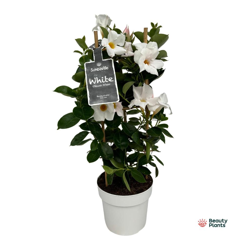 mandevilla-dipladenia