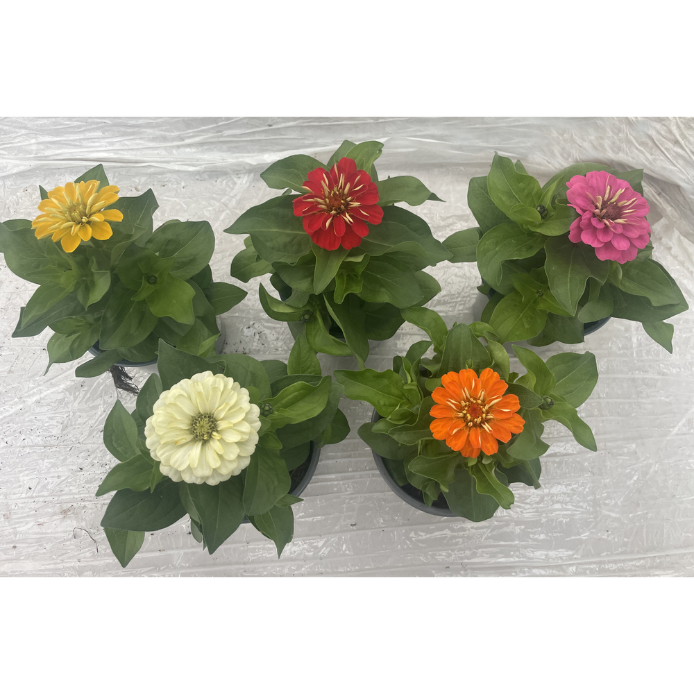 Zinnia elegans