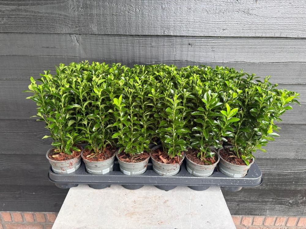 euonymus