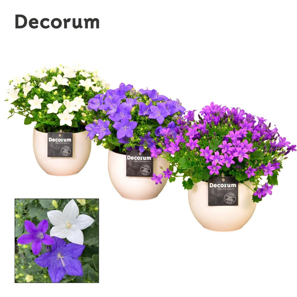 campanula