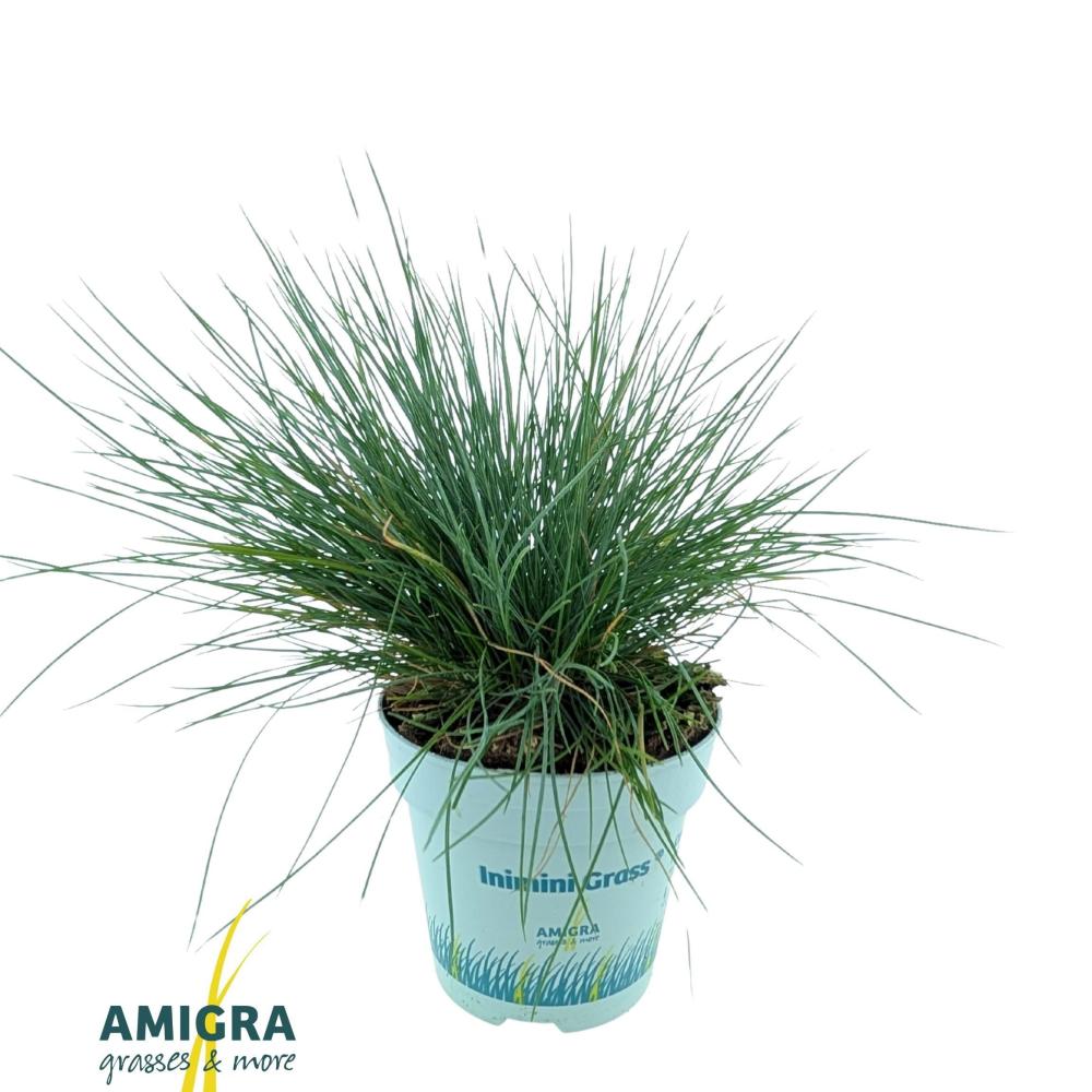 festuca
