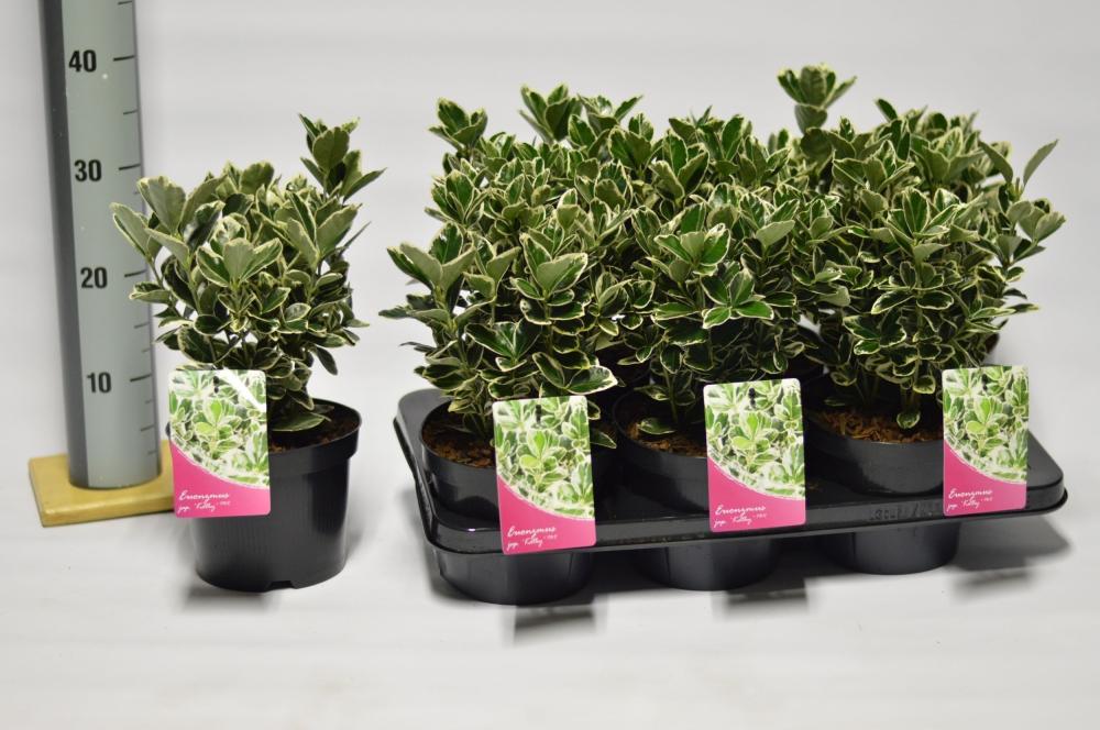 euonymus