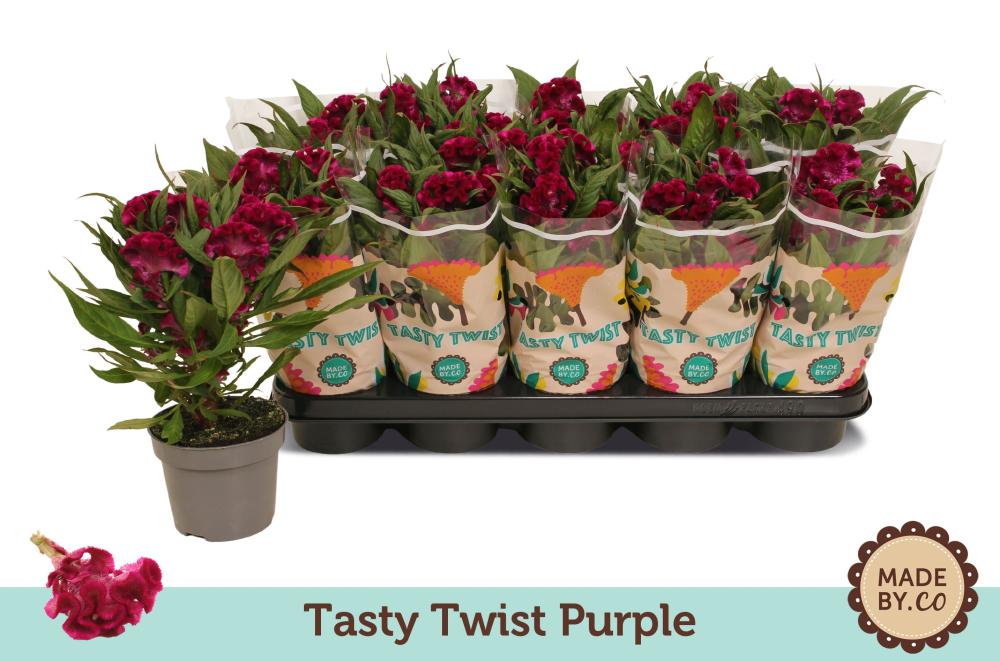 celosia