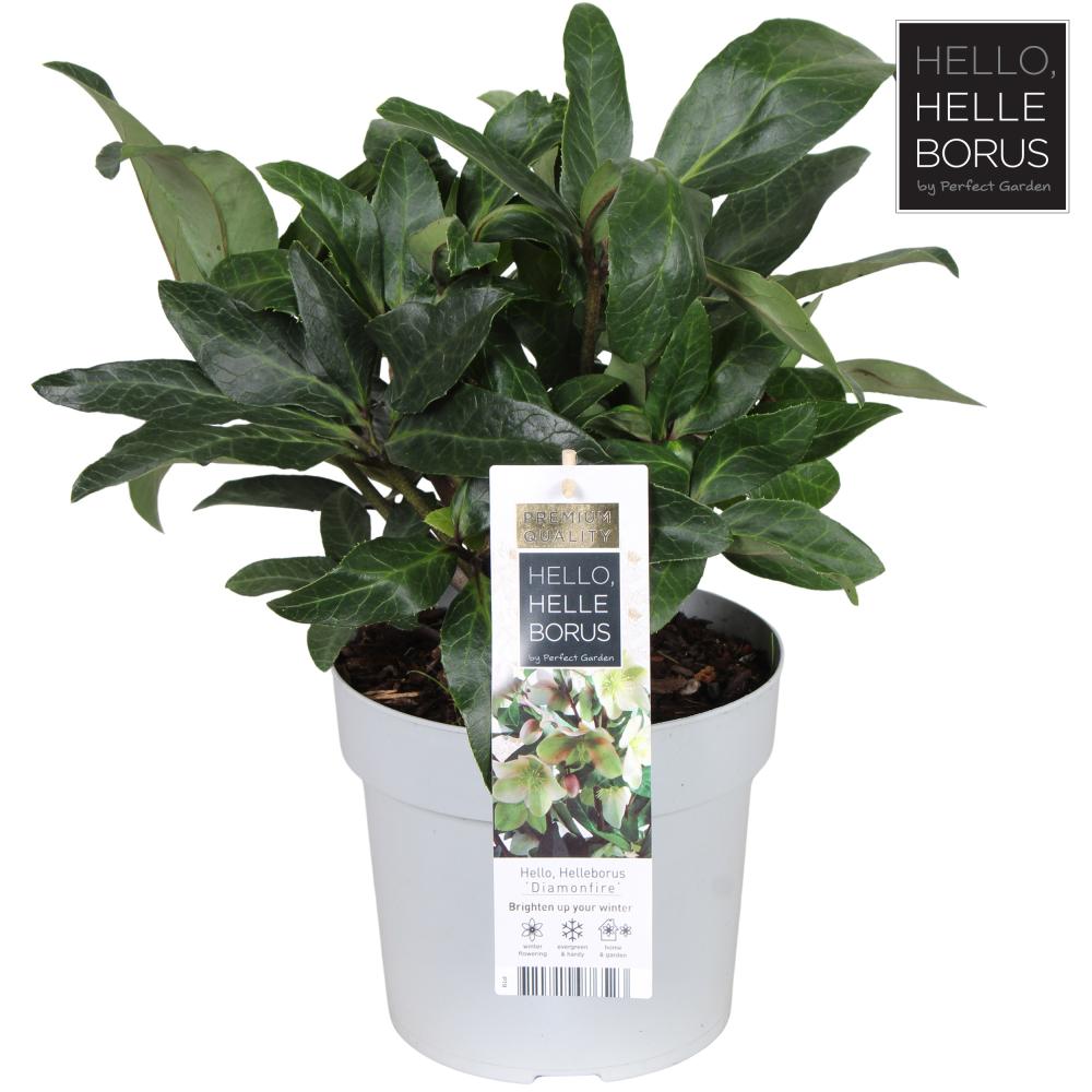 Helleborus