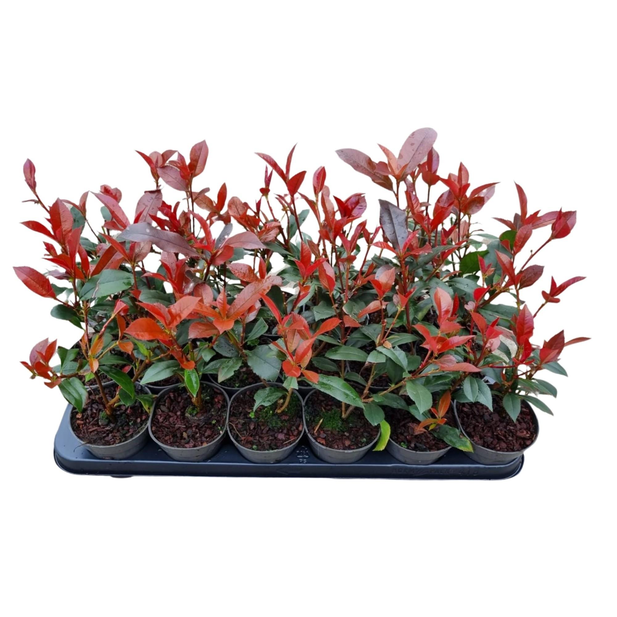 Photinia
