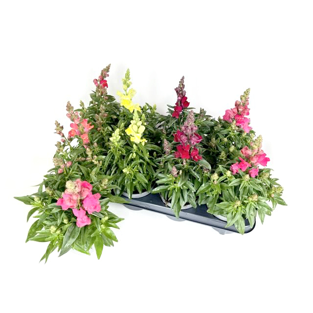 Antirrhinum majus