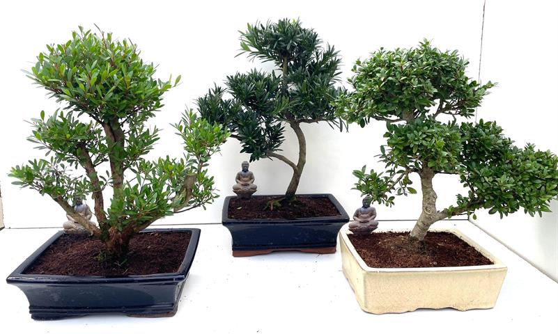 Bonsai exterieur
