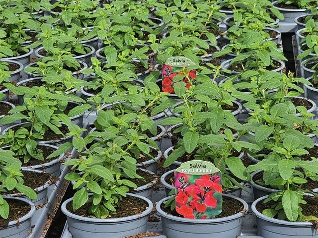 Salvia