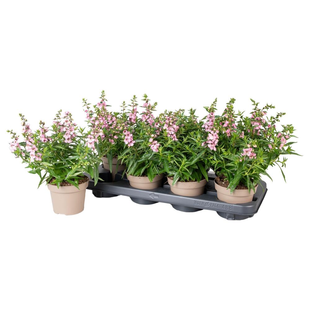 Angelonia