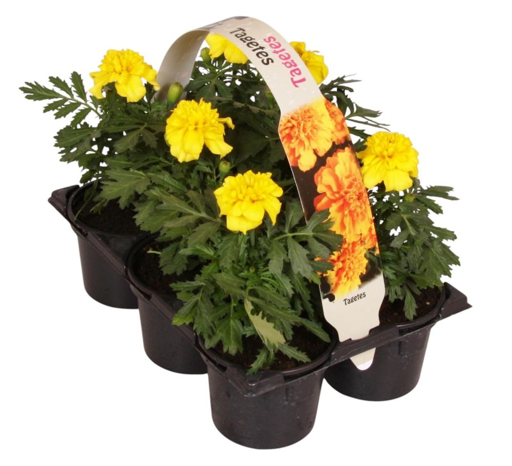 Tagetes - oeillet d'inde