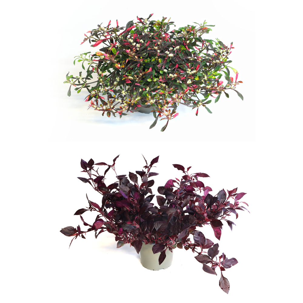 Alternanthera