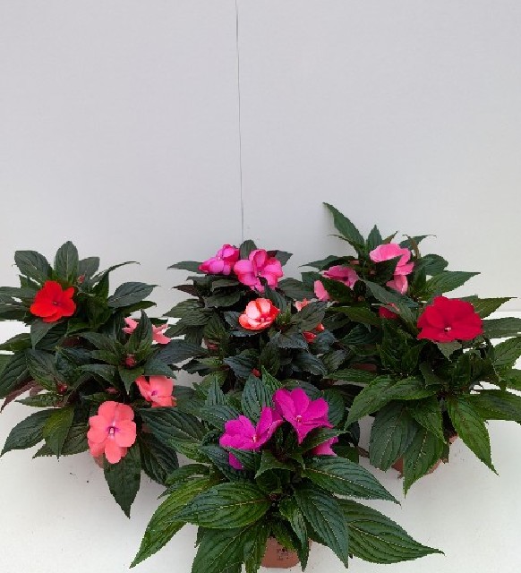 impatiens new-guinea