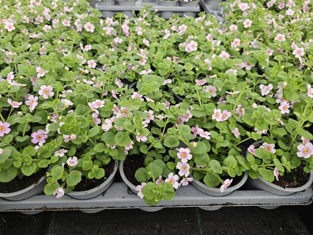 Bacopa