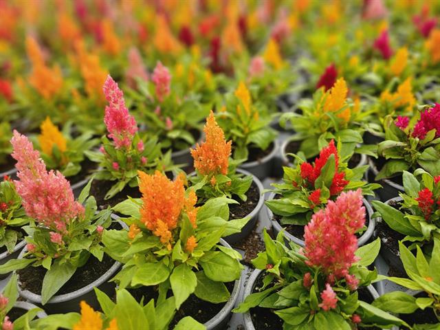 Celosia