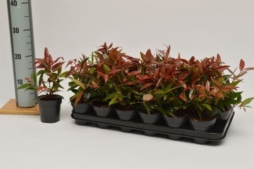 Leucothoe