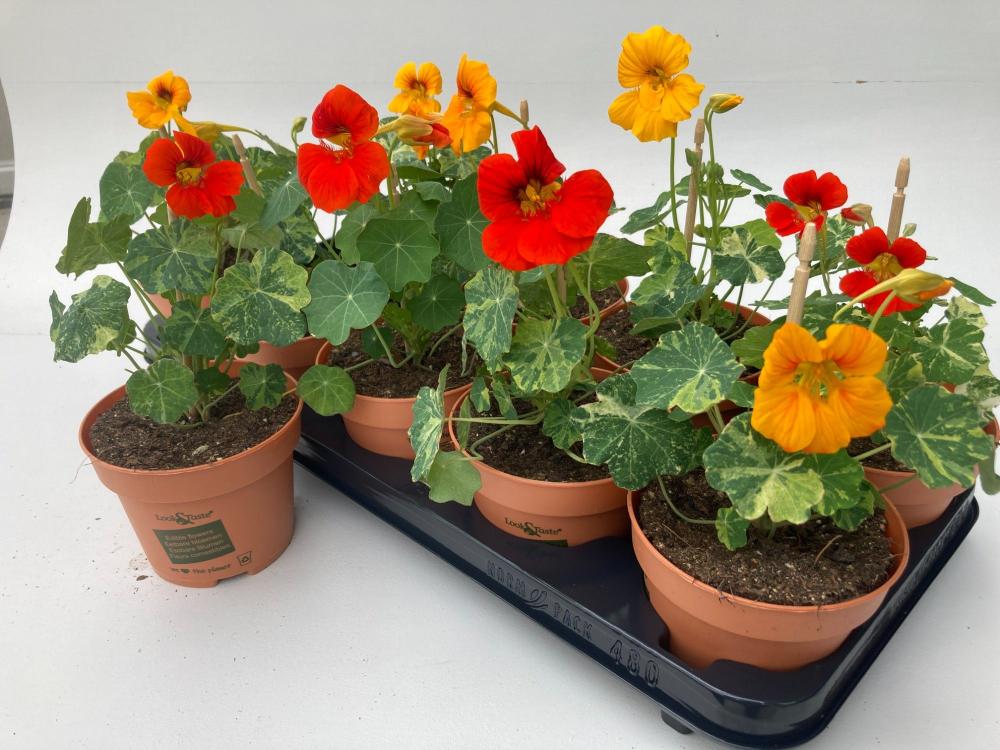 Tropaeolum