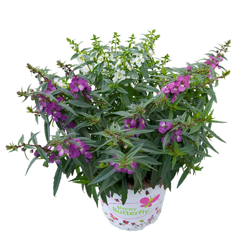 Angelonia augustifolia trio