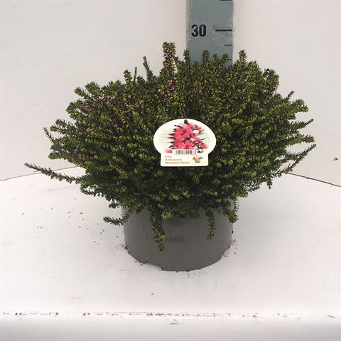 erica darleyensis