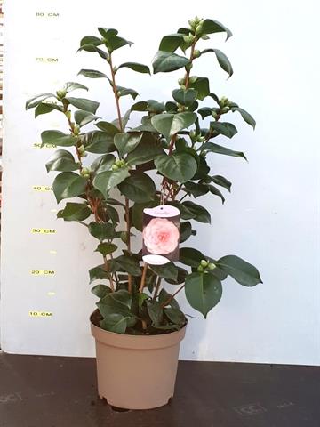 camellia