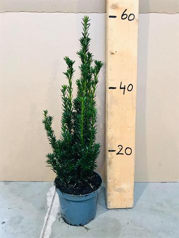 Taxus