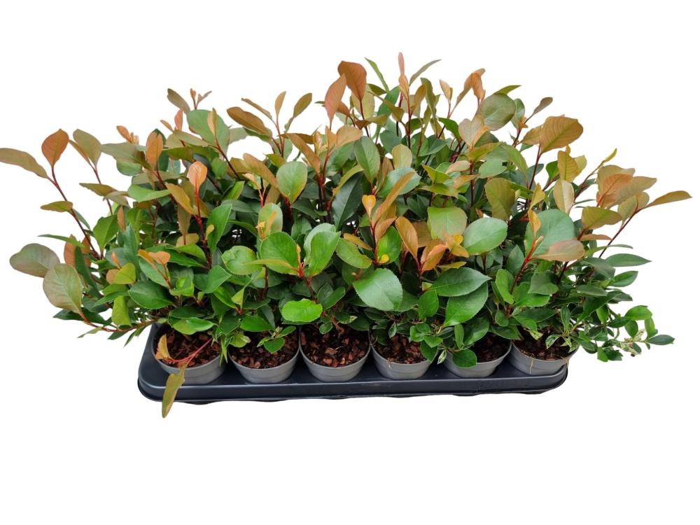 Photinia