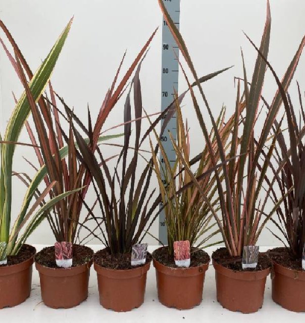 Phormium