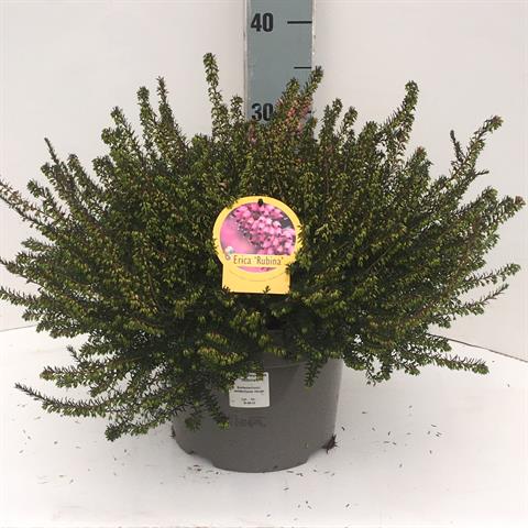 erica darleyensis
