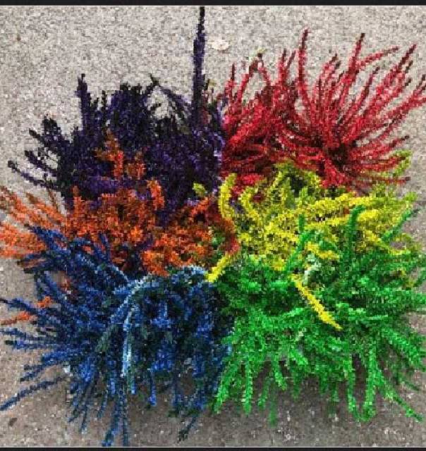 Calluna teintee