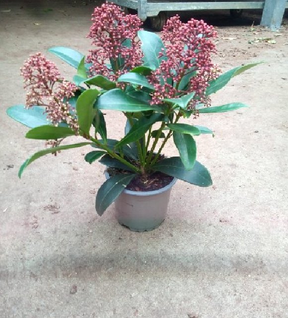 skimmia
