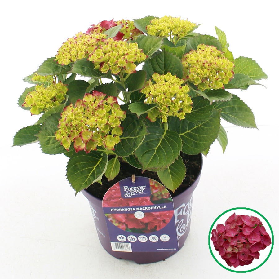 hydrangea