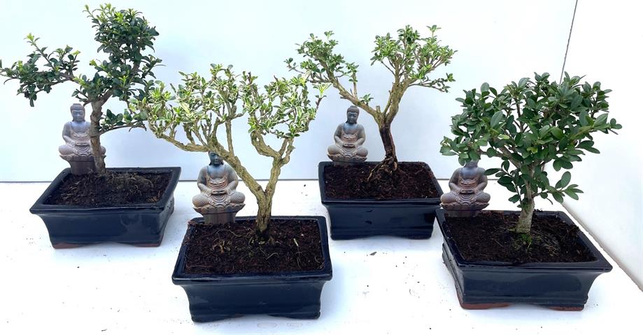 Bonsai exterieur