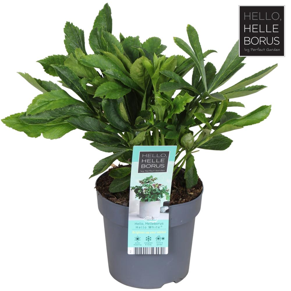helleborus
