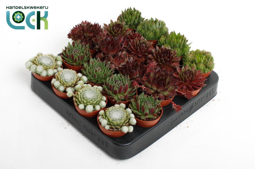 sempervivum