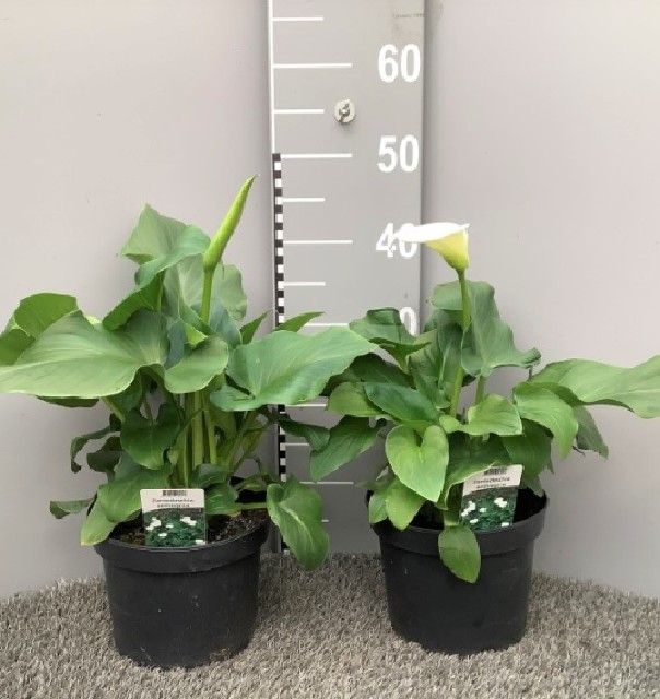 Zantedeschia