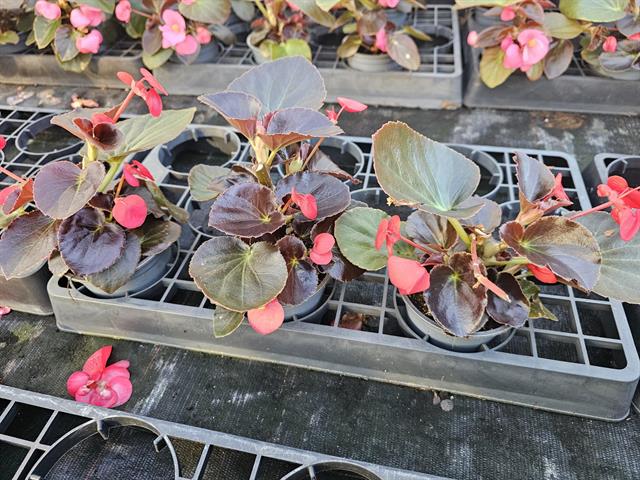 Begonia
