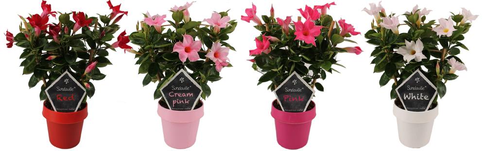 mandevilla-dipladenia