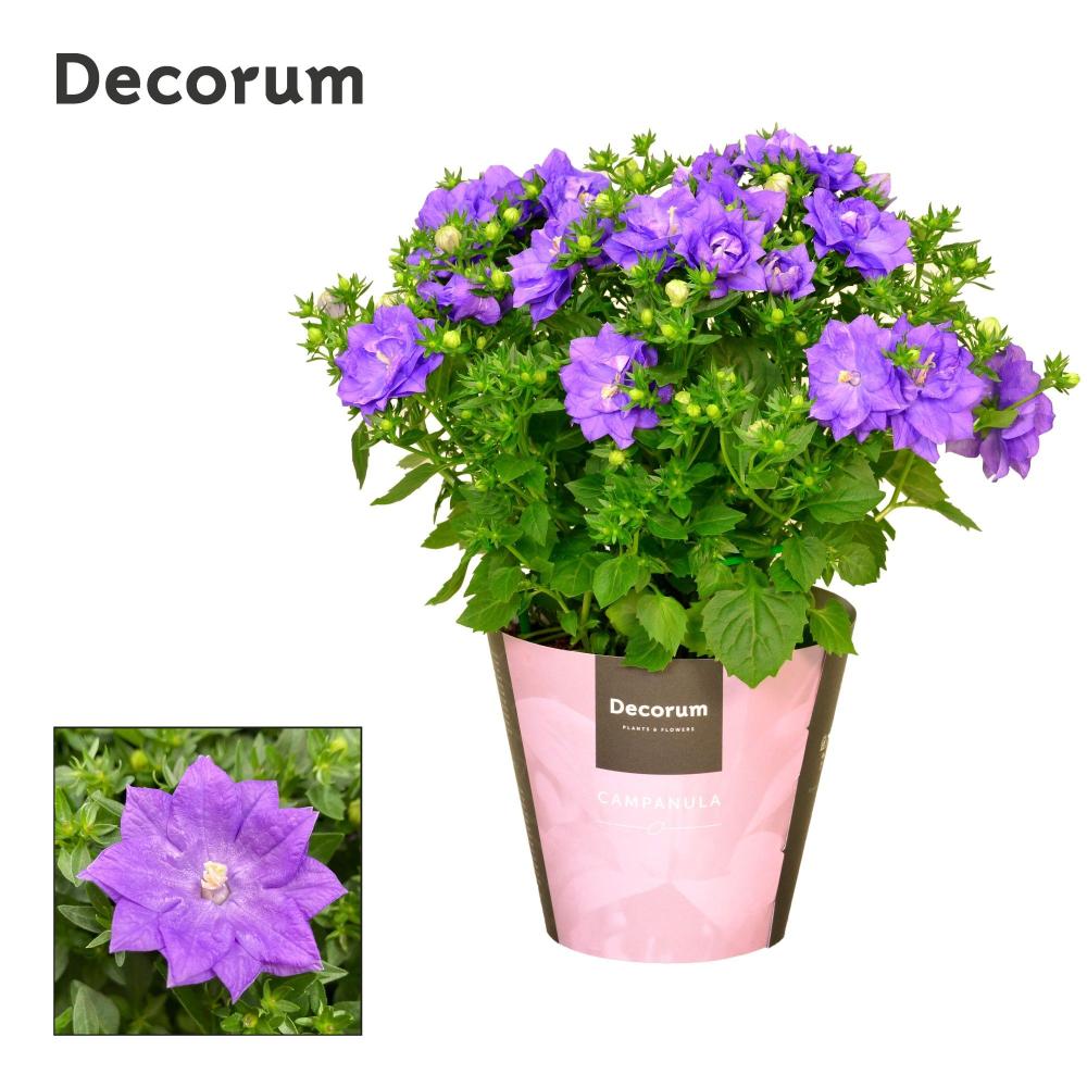 campanula