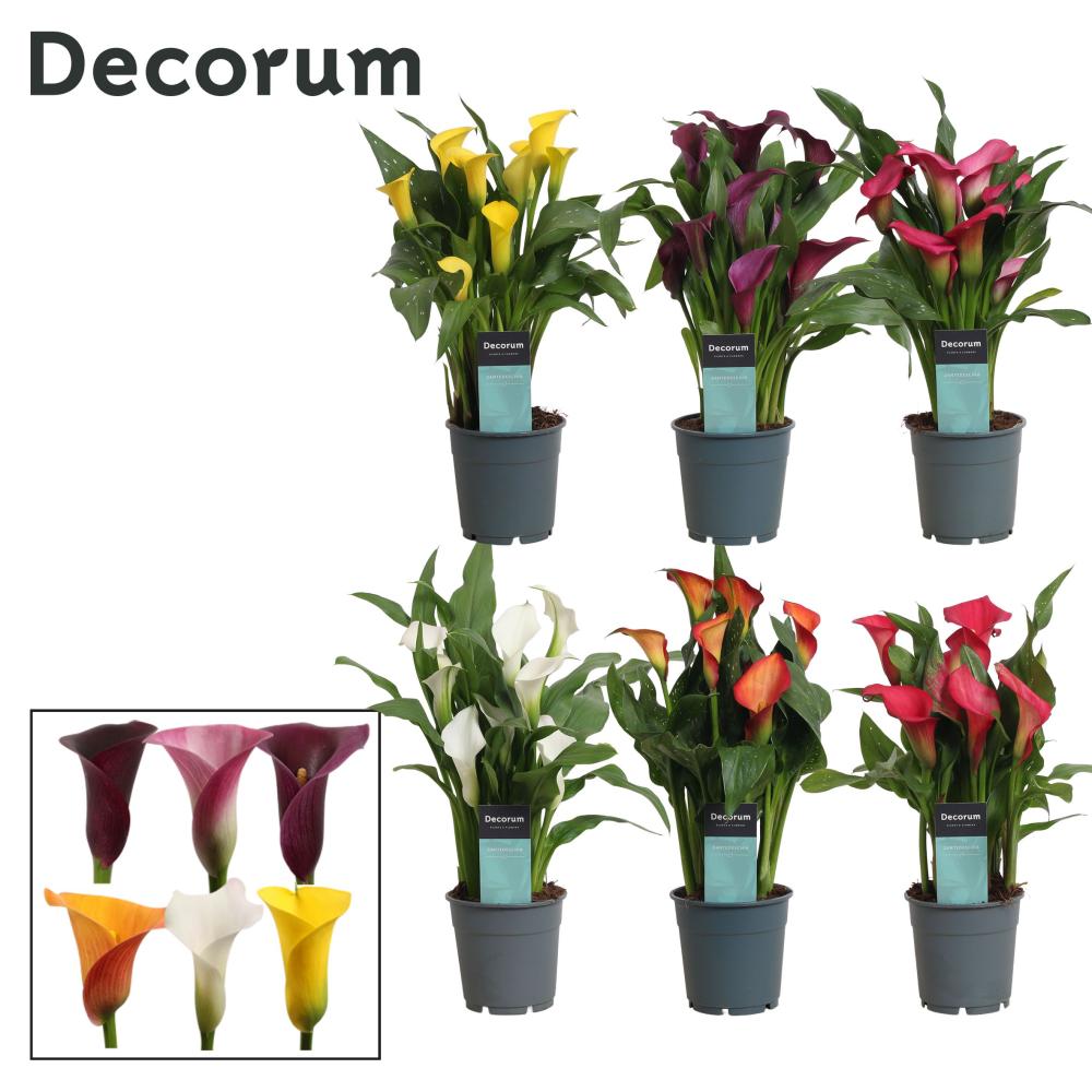 zantedeschia