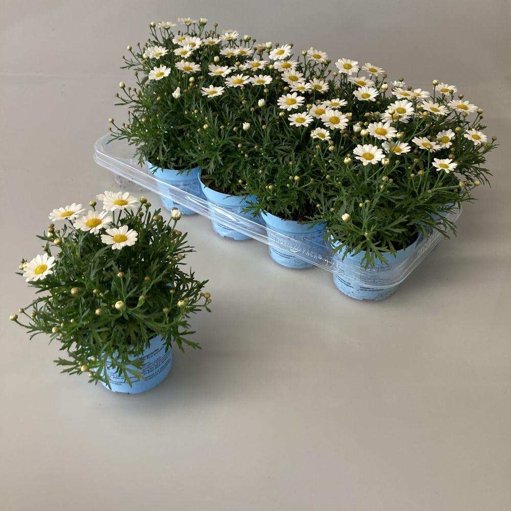 argyranthemum frut.  (anthemis)