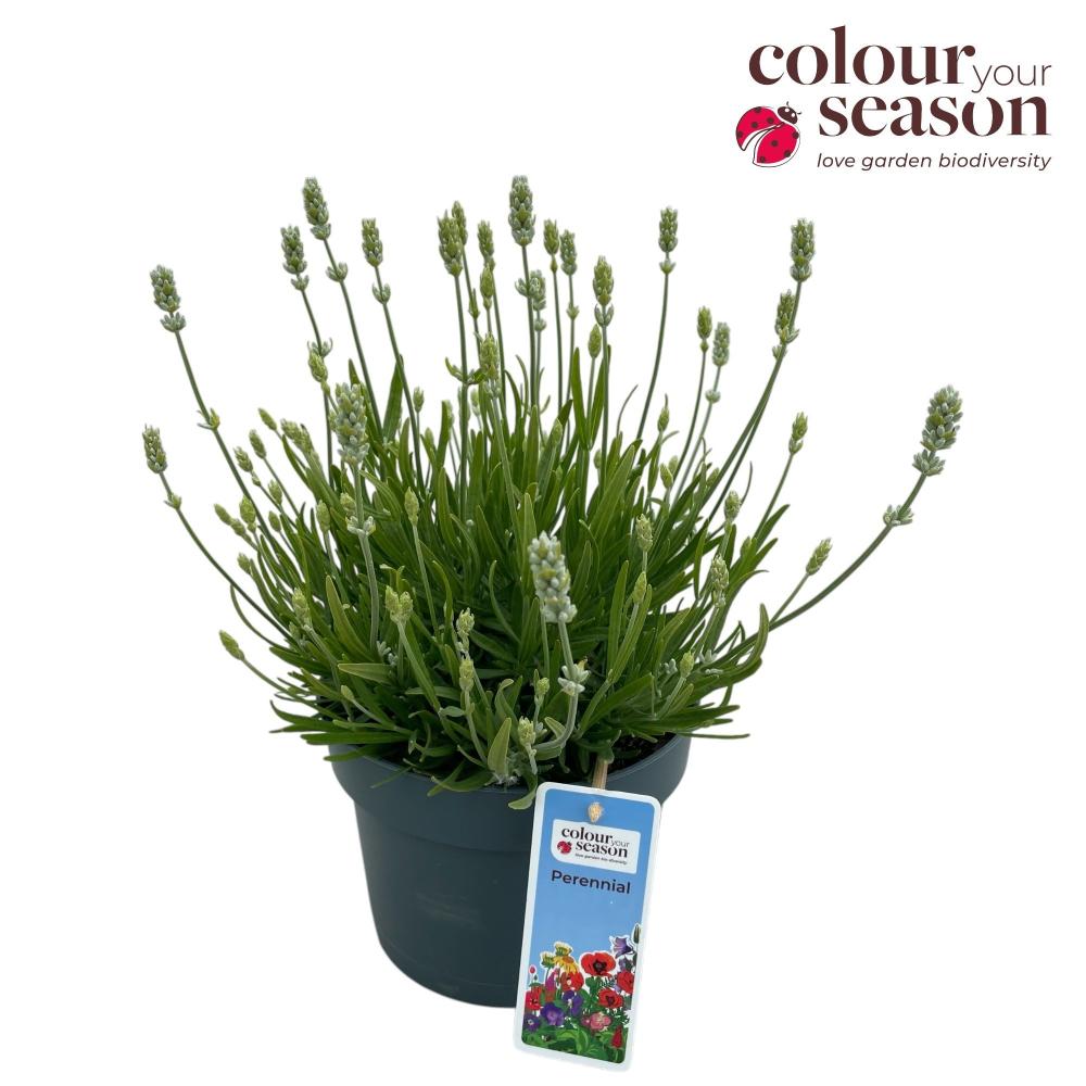 lavandula