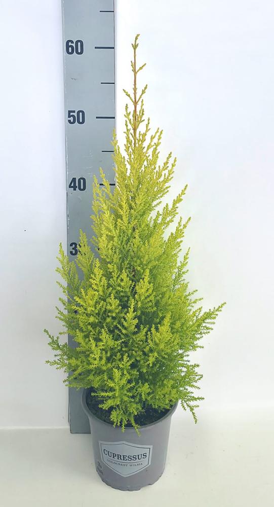 cupressus