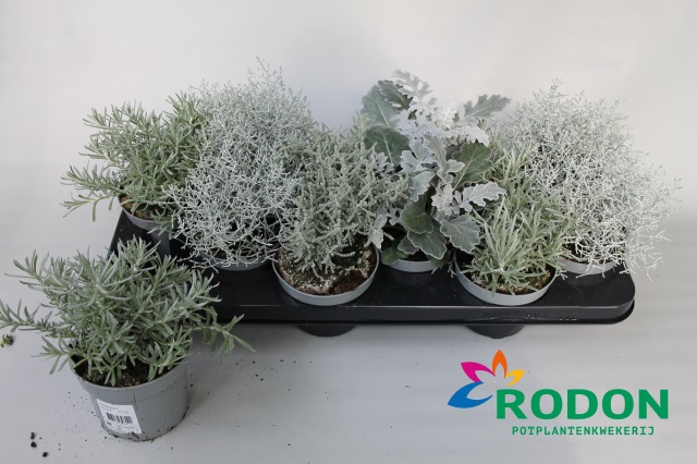 Plantes mix