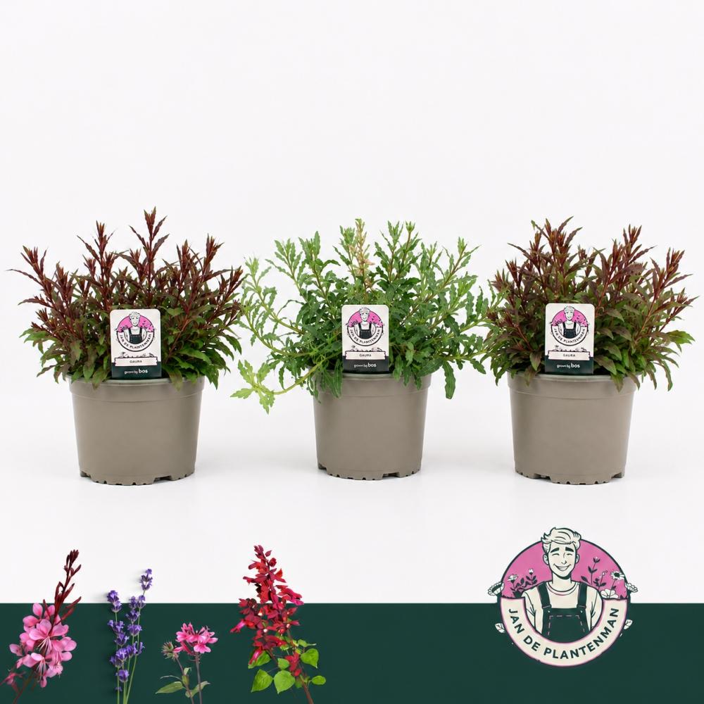 Gaura