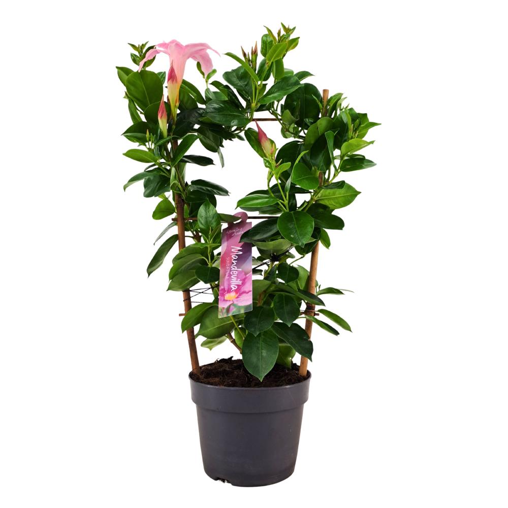 mandevilla-dipladenia
