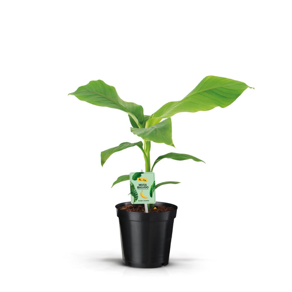 musa