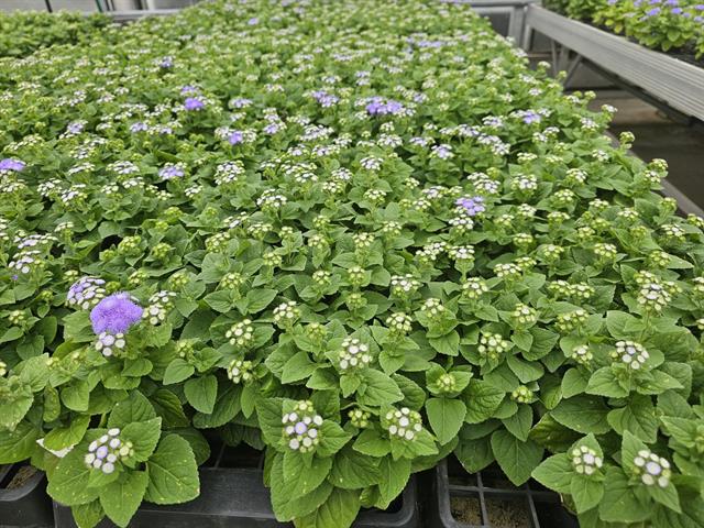 Ageratum