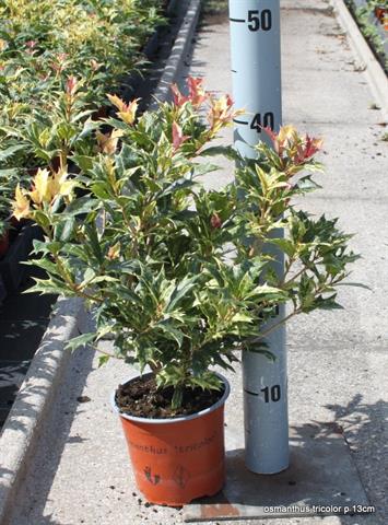 Osmanthus